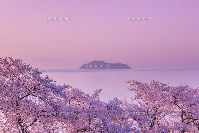 海津大崎の桜と朝焼け[01801015738]の写真・イラスト素材｜アマナ