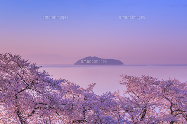 海津大崎の桜と朝焼け[01801015738]の写真・イラスト素材｜アマナ