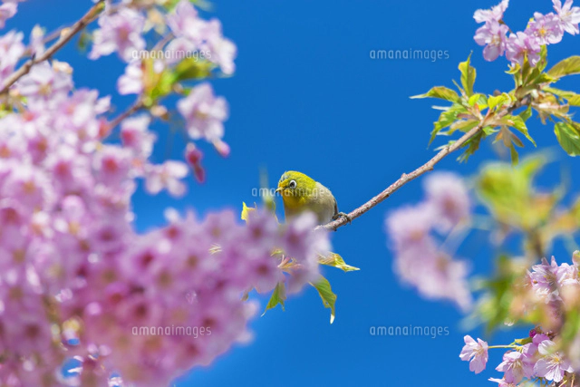 河津桜とメジロ[01801016924]の写真・イラスト素材｜アマナイメージズ