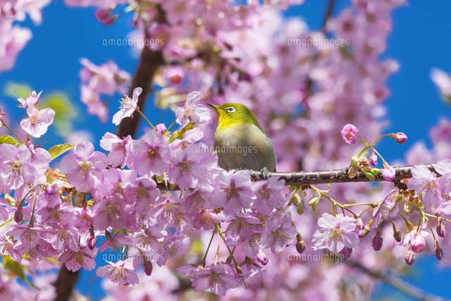 河津桜とメジロ[01801016924]の写真・イラスト素材｜アマナイメージズ