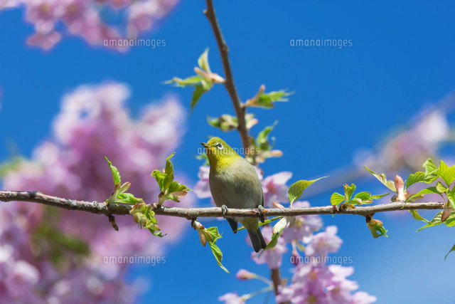 河津桜とメジロ[01801016924]の写真・イラスト素材｜アマナイメージズ