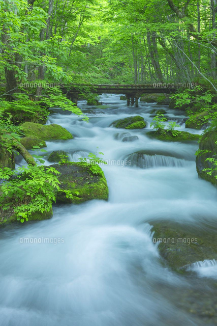 新緑の奥入瀬渓流[01801017319]の写真・イラスト素材｜アマナイメージズ