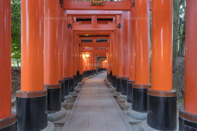 伏見稲荷大社の千本鳥居 の写真素材 イラスト素材 アマナイメージズ
