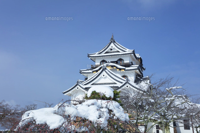 雪の彦根城[01801019066]の写真・イラスト素材｜アマナイメージズ