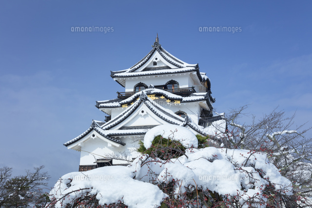 雪の彦根城[01801019066]の写真・イラスト素材｜アマナイメージズ