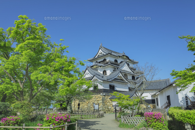 新緑の彦根城 の写真素材 イラスト素材 アマナイメージズ