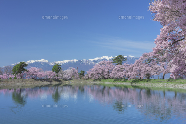 六道の堤の桜 の写真素材 イラスト素材 アマナイメージズ