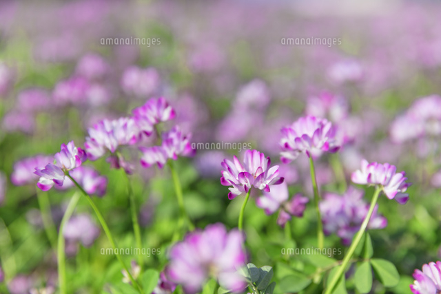 レンゲ草 の写真素材 イラスト素材 アマナイメージズ