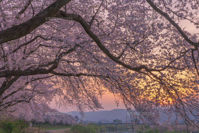 夕方桜 夕日の足羽川の桜並木[01801019393]の写真・イラスト素材