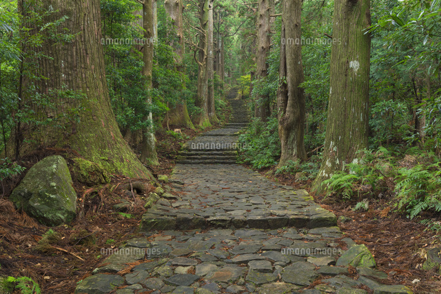雨上がりの熊野古道 の写真素材 イラスト素材 アマナイメージズ