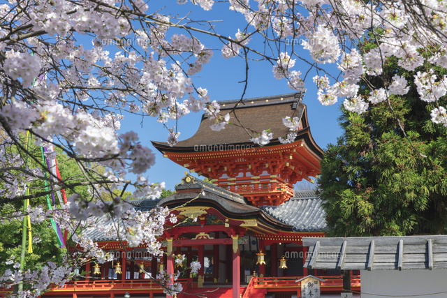 桜の石清水八幡宮 の写真素材 イラスト素材 アマナイメージズ 桜の石清水八幡宮 の写真素材 イラスト素材 アマナイメージズ