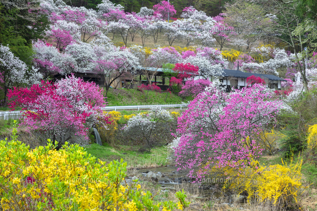 中沢花モモの里[01801020769]の写真・イラスト素材｜アマナイメージズ