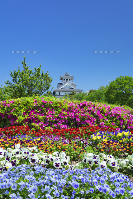 パンジー咲く長浜城 の写真素材 イラスト素材 アマナイメージズ