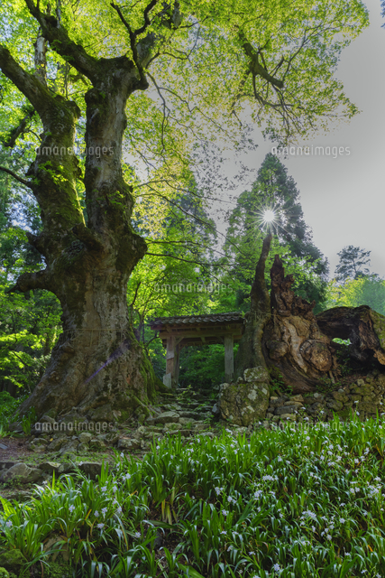 新緑の菅山寺の山門とけや木[01801021651]の写真・イラスト素材 