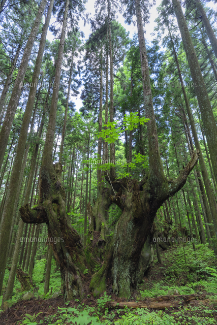 株杉の森 の写真素材 イラスト素材 アマナイメージズ