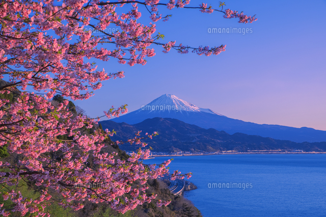 朝日に染まる富士山と河津桜 の写真素材 イラスト素材 アマナイメージズ
