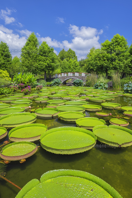 草津市立水生植物公園みずの森 の写真素材 イラスト素材 アマナイメージズ 草津市立水生植物公園みずの森 の写真素材 イラスト素材 アマナイメージズ