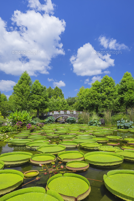 草津市立水生植物公園みずの森 の写真素材 イラスト素材 アマナイメージズ 草津市立水生植物公園みずの森 の写真素材 イラスト素材 アマナイメージズ