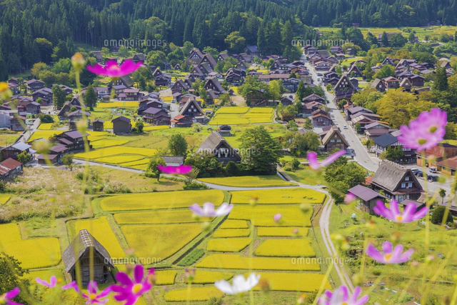 コスモス咲く白川郷[01801022847]の写真・イラスト素材｜アマナ