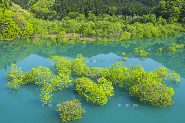 新緑の秋扇湖の水没林[01801024854]の写真・イラスト素材｜アマナ