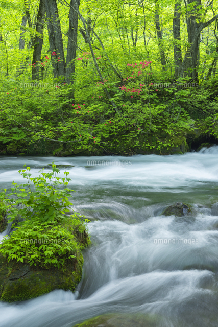 新緑の奥入瀬渓流[01801024886]の写真・イラスト素材｜アマナイメージズ