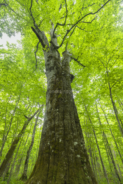天然楢【神秘的な合体樹＊3本の木が一体化/森と大自然の切り株テーブル】ちゃぶ台 天然楢【神秘的な合体樹＊3本の木が一体化/森