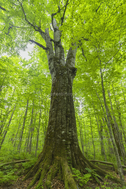 新緑の日本一のブナの巨木 森の神[01801024900]の写真・イラスト素材