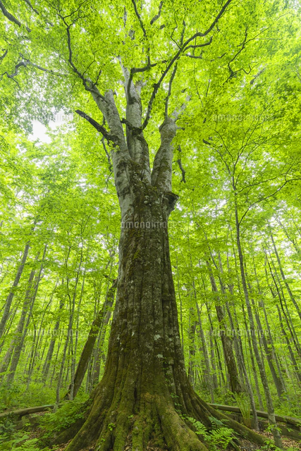 新緑の日本一のブナの巨木 森の神[01801024899]の写真・イラスト素材