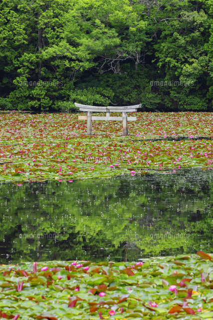 スイレン咲く弁天池沈み鳥居[01801026394]の写真・イラスト素材