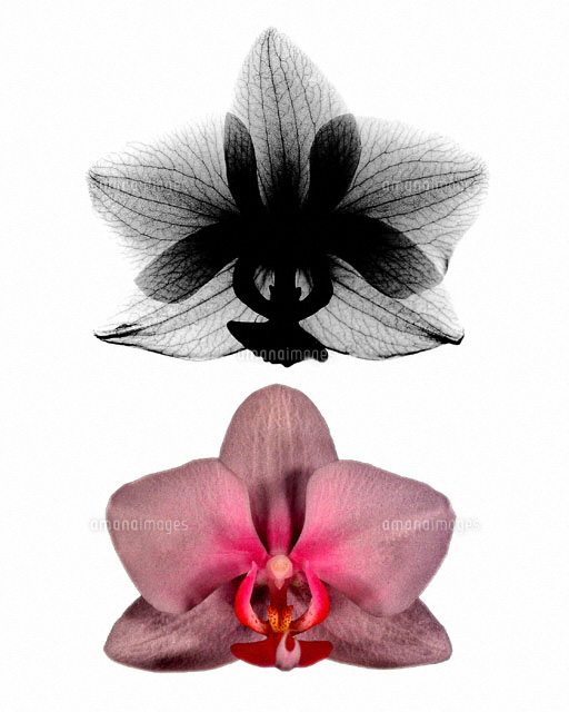 Orchid Its X Ray の写真素材 イラスト素材 アマナイメージズ