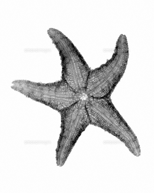 X Ray Of Starfish 01808013017 の写真素材 イラスト素材 アマナイメージズ