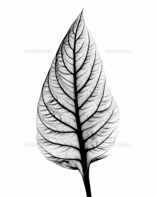 X Ray Of Celosia Leaf の写真素材 イラスト素材 アマナイメージズ
