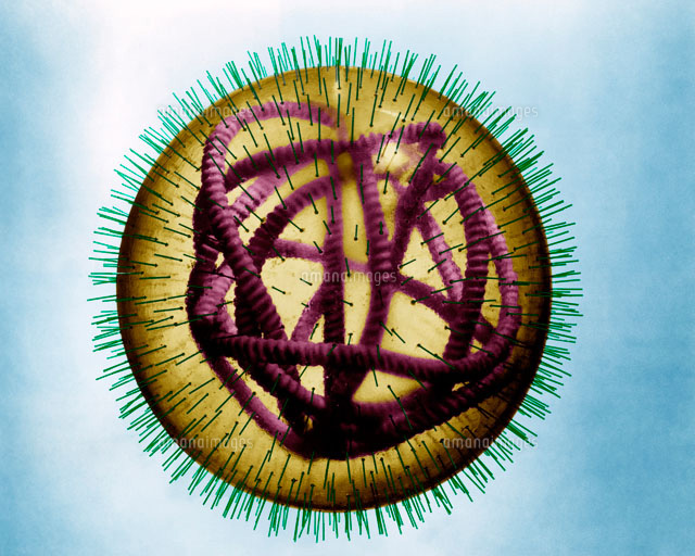 麻疹 ウイルス 麻疹 はしか 麻疹ウイルス抗体検査 Amp Petmd Com