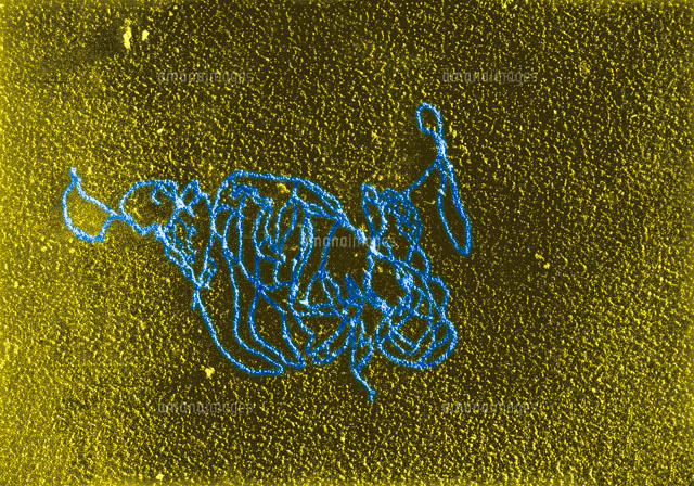 ｄｎａと大腸菌リボ核酸ポリメラーゼ反応 a の写真素材 イラスト素材 アマナイメージズ