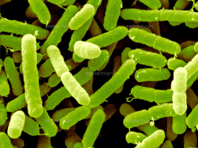 Merck クロモカルト エンテロバクターサカザキ寒天培地 微生物学用 クロモカルト(R) 100873 500G 1個 1.00873.0500 Merck クロモカルト エンテロバクターサカザキ寒天培地 微生物学用