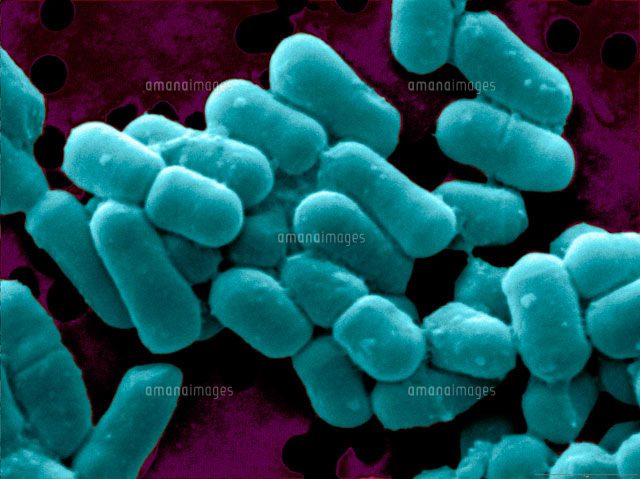 人間を対象とした研究
