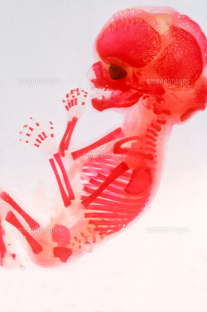 人間の胎児 の写真素材 イラスト素材 アマナイメージズ