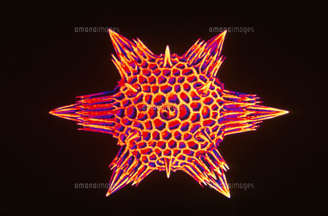 放散虫 a の写真素材 イラスト素材 アマナイメージズ