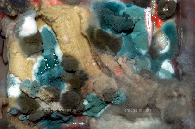 カビの生えた食べ物 の写真素材 イラスト素材 アマナイメージズ