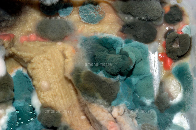 カビの生えた食べ物 の写真素材 イラスト素材 アマナイメージズ