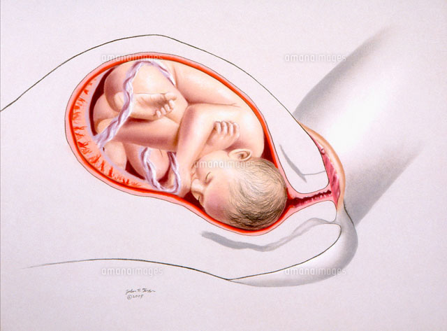 出産 の写真素材 イラスト素材 アマナイメージズ