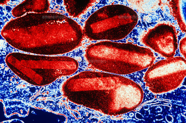 白血球 の写真素材 イラスト素材 アマナイメージズ