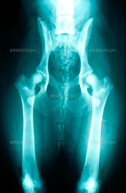 股関節形成異常症の犬 の写真素材 イラスト素材 アマナイメージズ