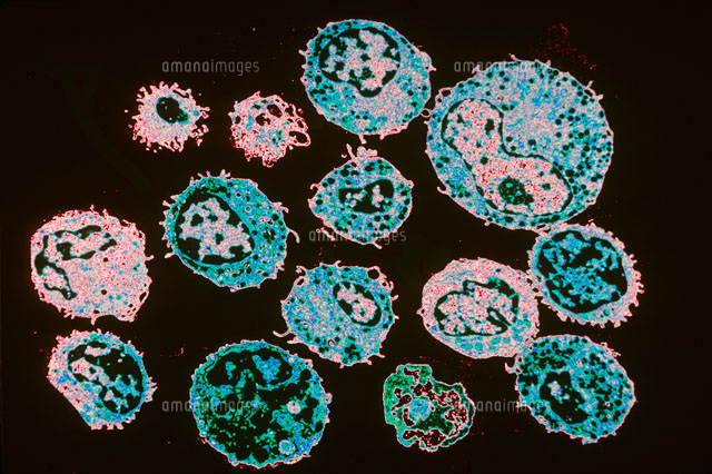 白血球 の写真素材 イラスト素材 アマナイメージズ
