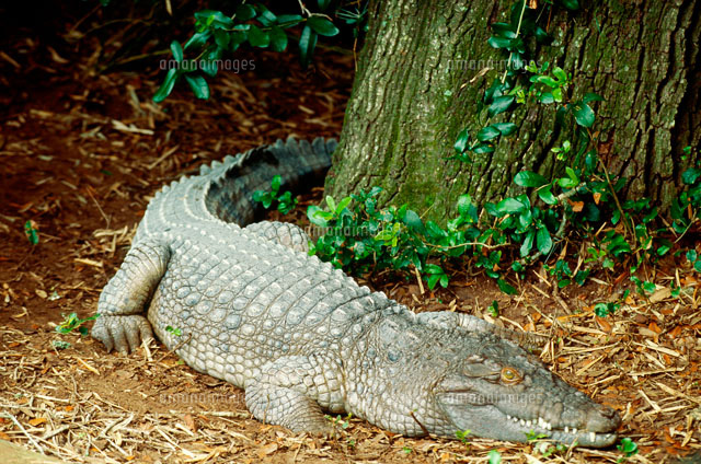 フィリピンワニ の写真素材 イラスト素材 アマナイメージズ