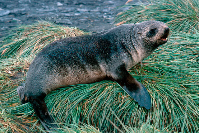 ケルゲレンオットセイ の写真素材 イラスト素材 アマナイメージズ
