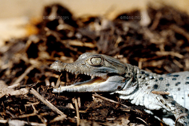 ニューギニアワニの赤ん坊 の写真素材 イラスト素材 アマナイメージズ