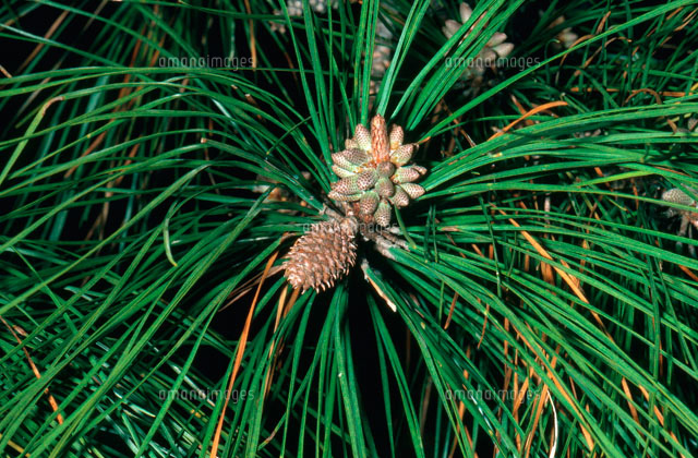 松ぼっくりのオスとメス[01808019962]の写真・イラスト素材｜アマナ