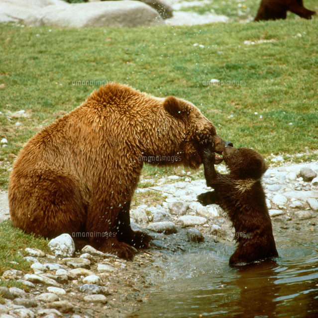 小熊と遊ぶアメリカクマ の写真素材 イラスト素材 アマナイメージズ