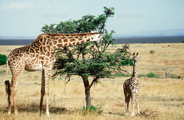 木の様子を見るマサイキリンとその子ども の写真素材 イラスト素材 アマナイメージズ